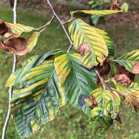 Beech leaf disease: What it is, what to do about it